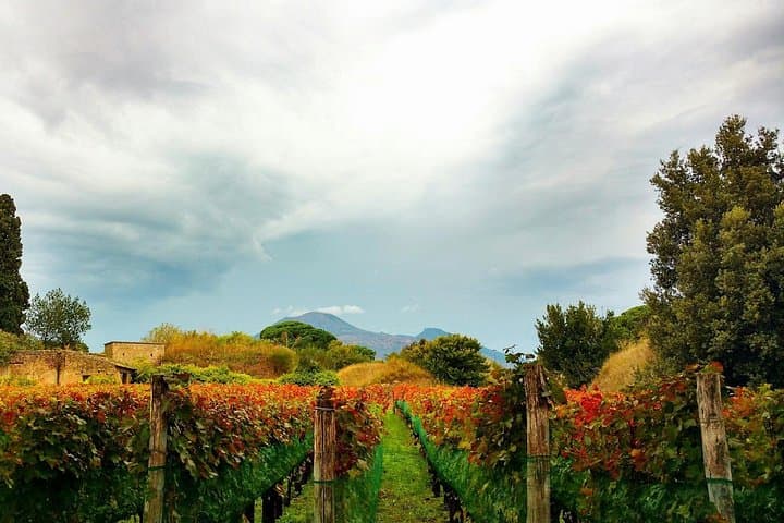 Pompeii,Herculaneum, Vesuvius Wine Tasting and Lunch from Salerno — photo 1 of 9