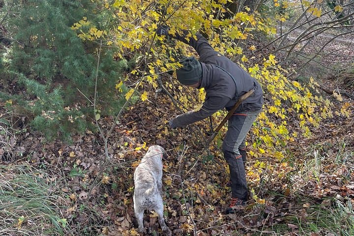 Luxury Truffle Hunt with Lunch and Wine Tasting — photo 1 of 7