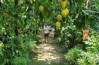 Lemon Grove Walk and Tasting Oper Bar Aperitivo in Sorrento