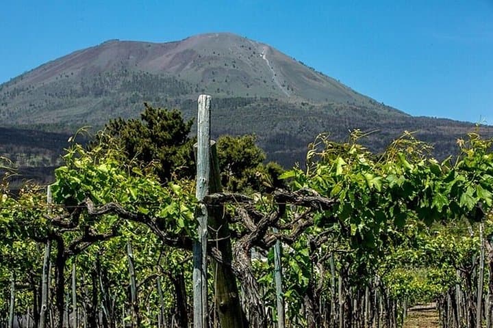 Private Pompeii Tour, Wine Tasting and Lunch with Pick-up — photo 1 of 8