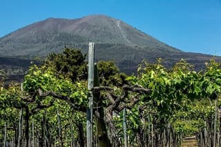 Private Pompeii Tour, Wine Tasting and Lunch with Pick-up