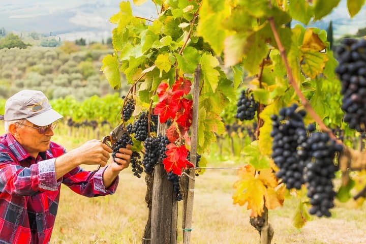 Chianti Half Day Wine Tour with Tasting from Florence — photo 1 of 6