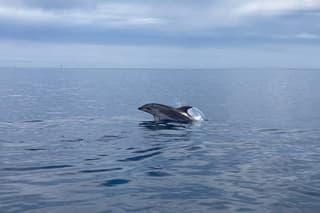 Dolphin Watching Boat Tour from Portisco