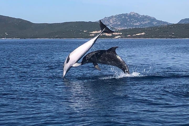 Dolphin Watching and Snorkeling Adventure in Figarolo Sardinia — photo 1 of 7