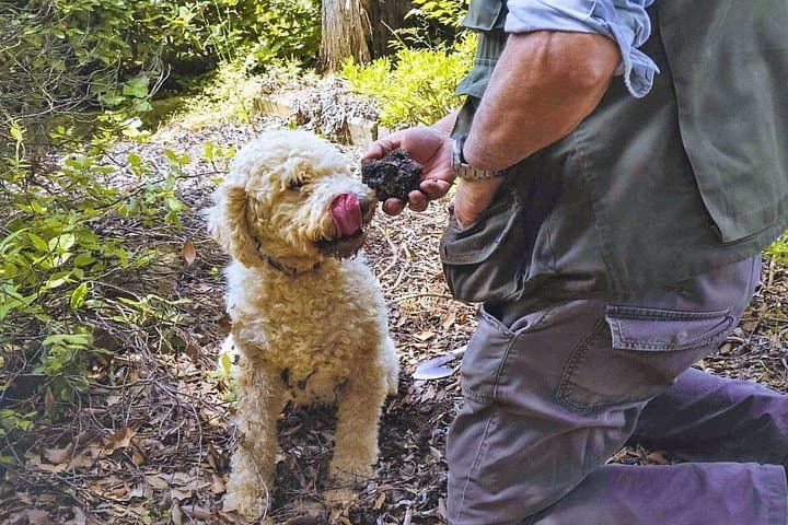Truffle Experience in Tuscany from Florence — photo 1 of 6