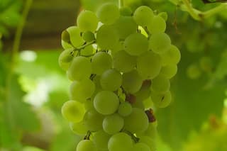Cheers Sorrento Private Walking Tour and Wine Tasting