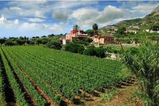 Ischia Tour of the island with Wine Tasting in a Typical Cellar