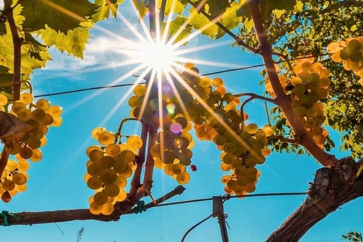 Wine Tasting on the slopes of etna — photo 1 of 10