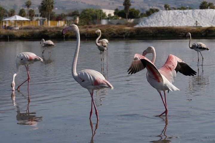 Birdwatching at Saline Maria Stella in Trapani — photo 1 of 12