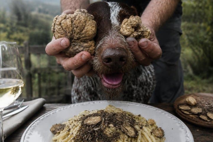 Truffle Hunting and Gourmet Truffle Menu in Trattoria Storica — photo 1 of 9