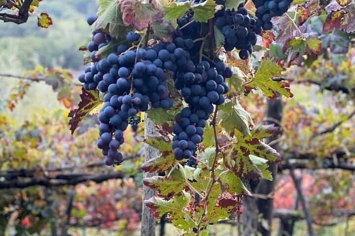 From Napoli to Pompei or Ercolano Tour discover the Secret Winery — photo 1 of 24