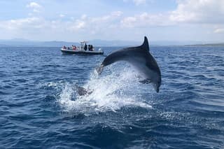 I bring guided snorkeling and dolphin watching tour