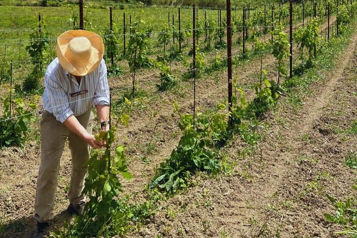 Winery Tasting Among the Hills with a Winemaker in Caserta — photo 1 of 16