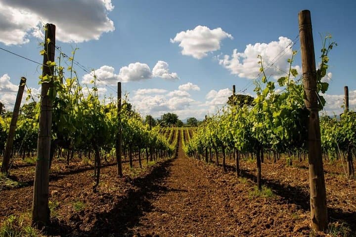 DOCG Wines and Local Delights in Avellino Taurasi Tasting — photo 1 of 20
