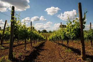DOCG Wines and Local Delights in Avellino Taurasi Tasting