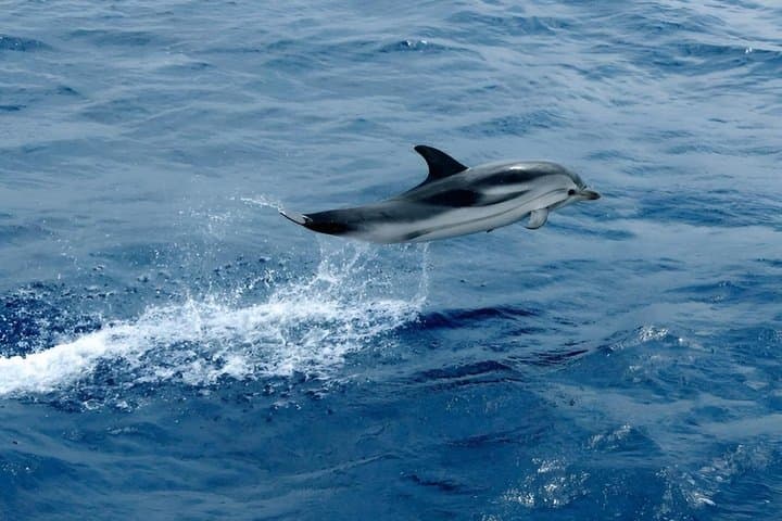Whale Watching and Sailing Adventure in the Pelagos Sanctuary — photo 1 of 11