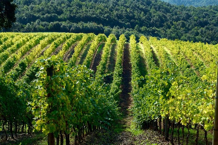 From Florence: Chianti Wine Experience & Tuscan Flavors — photo 1 of 15