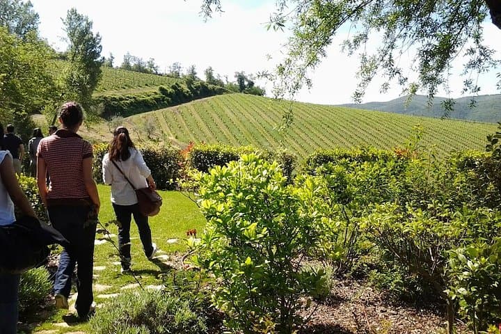 Radda in Chianti: Wine Tasting, Cellar Tour & Tuscan Lunch — photo 1 of 17