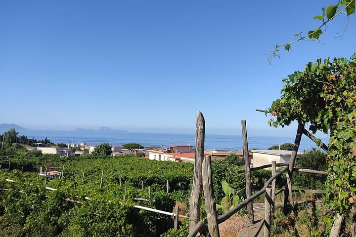 Vesuvio Wine Tasting and Lava Cave Tour from Salerno — photo 1 of 7
