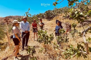 Tour and Tasting at an Old Bronte Pistachio Farm