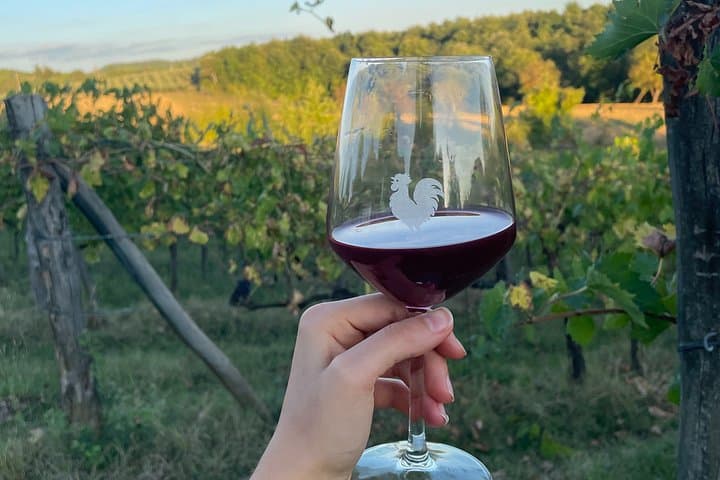 Vineyard Tour and Wine Tasting in Chianti Classico — photo 1 of 20