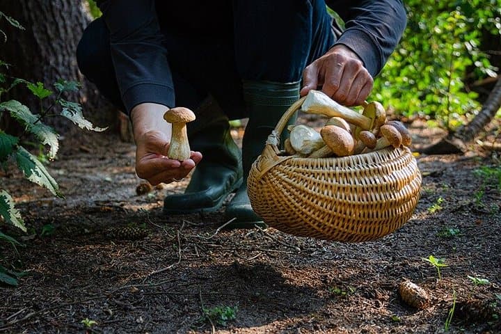 Dolomites Mushroom Hunting Experience — photo 1 of 5