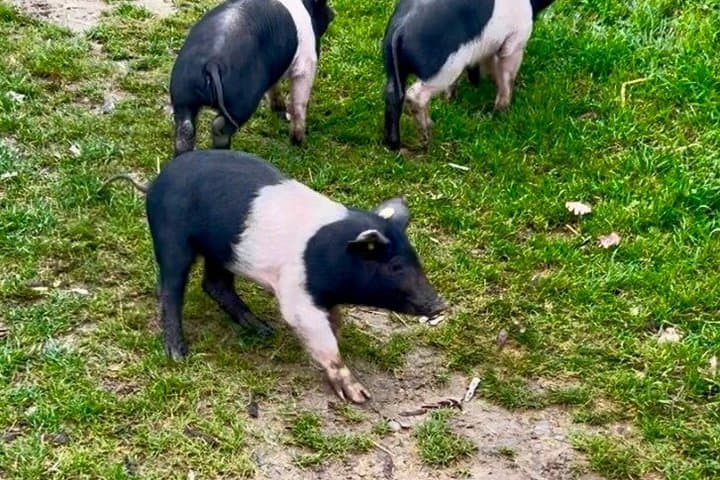 Visit to the Farm with Tasting of Cold cuts and bruschetta — photo 1 of 9