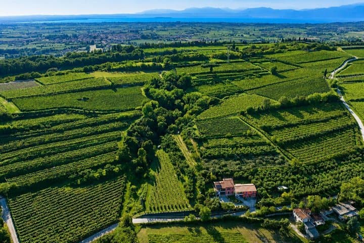 Garda DOP Extra Virgin Olive Oil Tasting and Panoramic Tour — photo 1 of 23