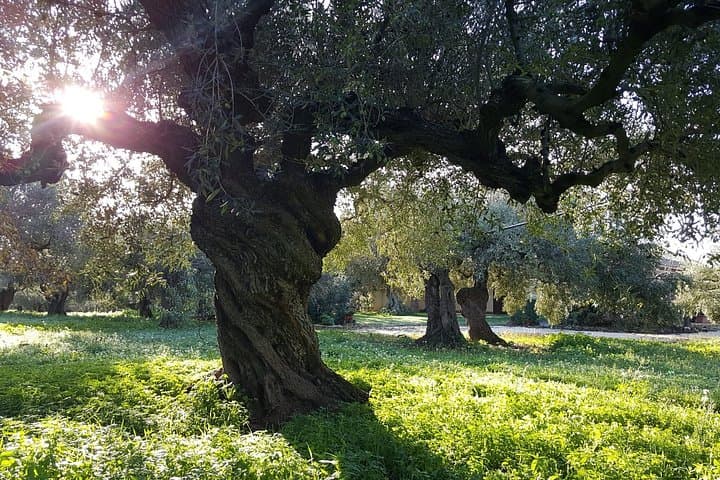 Sciacca Walking Tour and Olive Oil Experience — photo 1 of 5