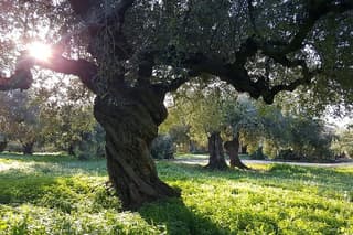 Sciacca Walking Tour and Olive Oil Experience