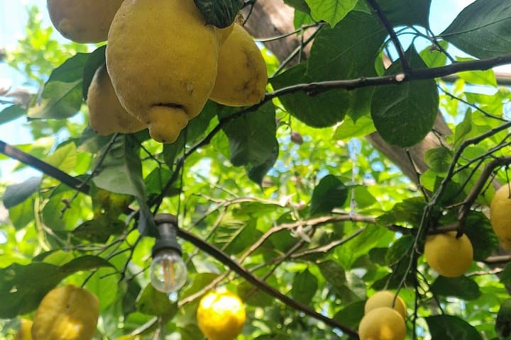 Lemon Grove Tour — photo 1 of 7