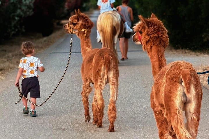 Alghero: walk with alpacas — photo 1 of 8