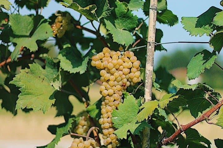 Classic Wine Tasting with Streghette Imolasi — photo 1 of 7