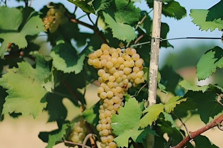 Wine Tasting TRIDENTE LINE with Streghette Imolasi — photo 1 of 7