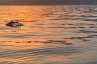2 Hours Sunset & Dolphin Watching Tour