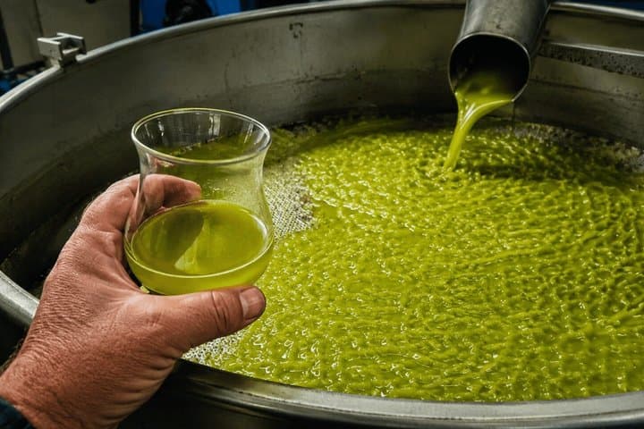 Tuscan ExtraVirgin Olive Oil Tour — photo 1 of 3