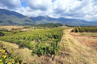 Vineyard Walk and Wine Tasting at Tenuta Petra Potens