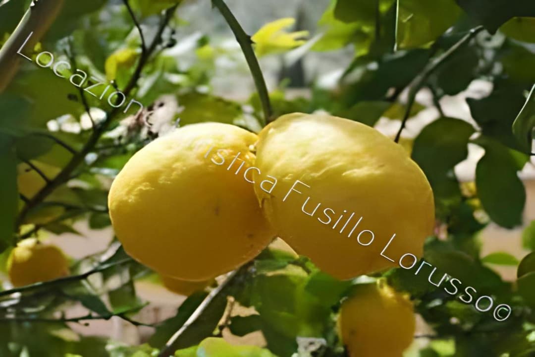 Locazione Turistica Fusillo Lorusso — photo 1 of 1