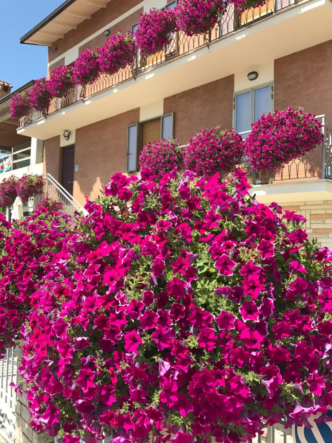 La Signora Dei Fiori — photo 1 of 1