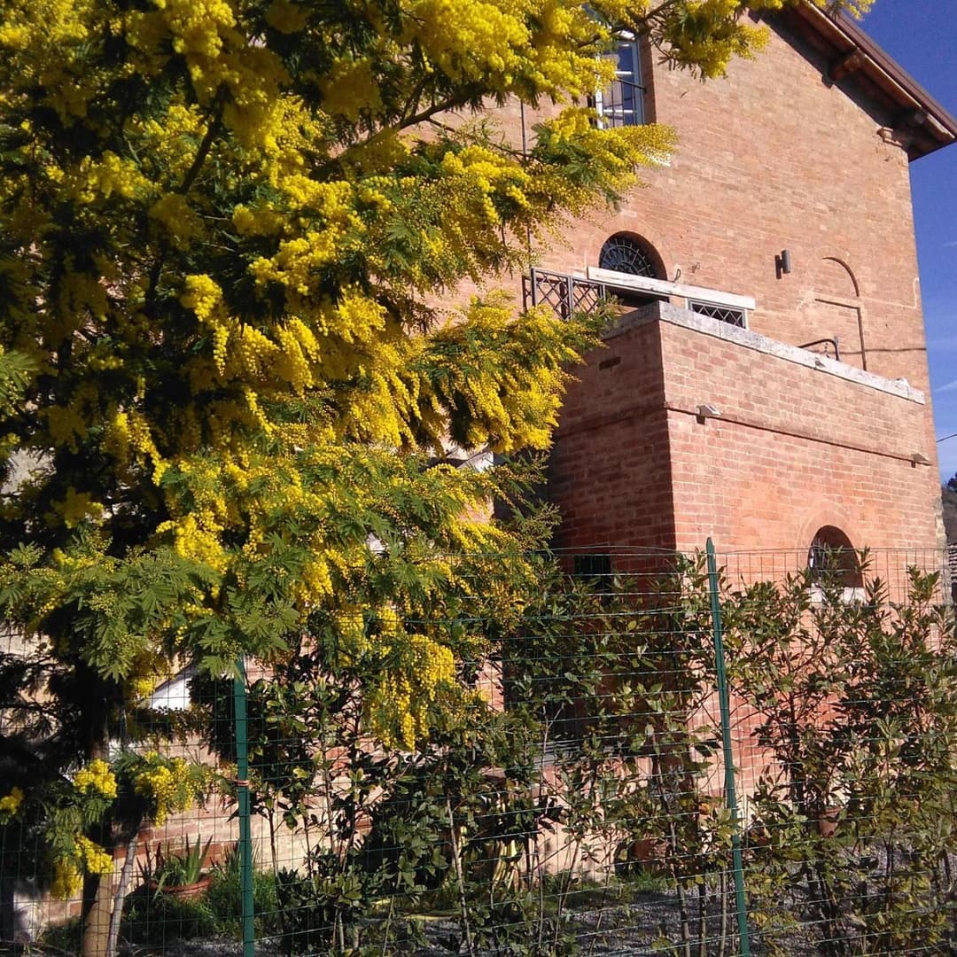 L'Albero Di Gamelì — photo 1 of 1