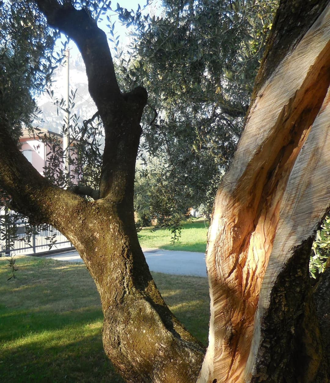 Olive Tree House — photo 1 of 1