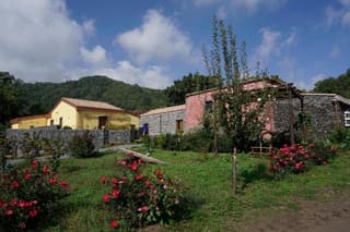 Viola Nel Parco