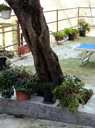 Casa dell'ulivo