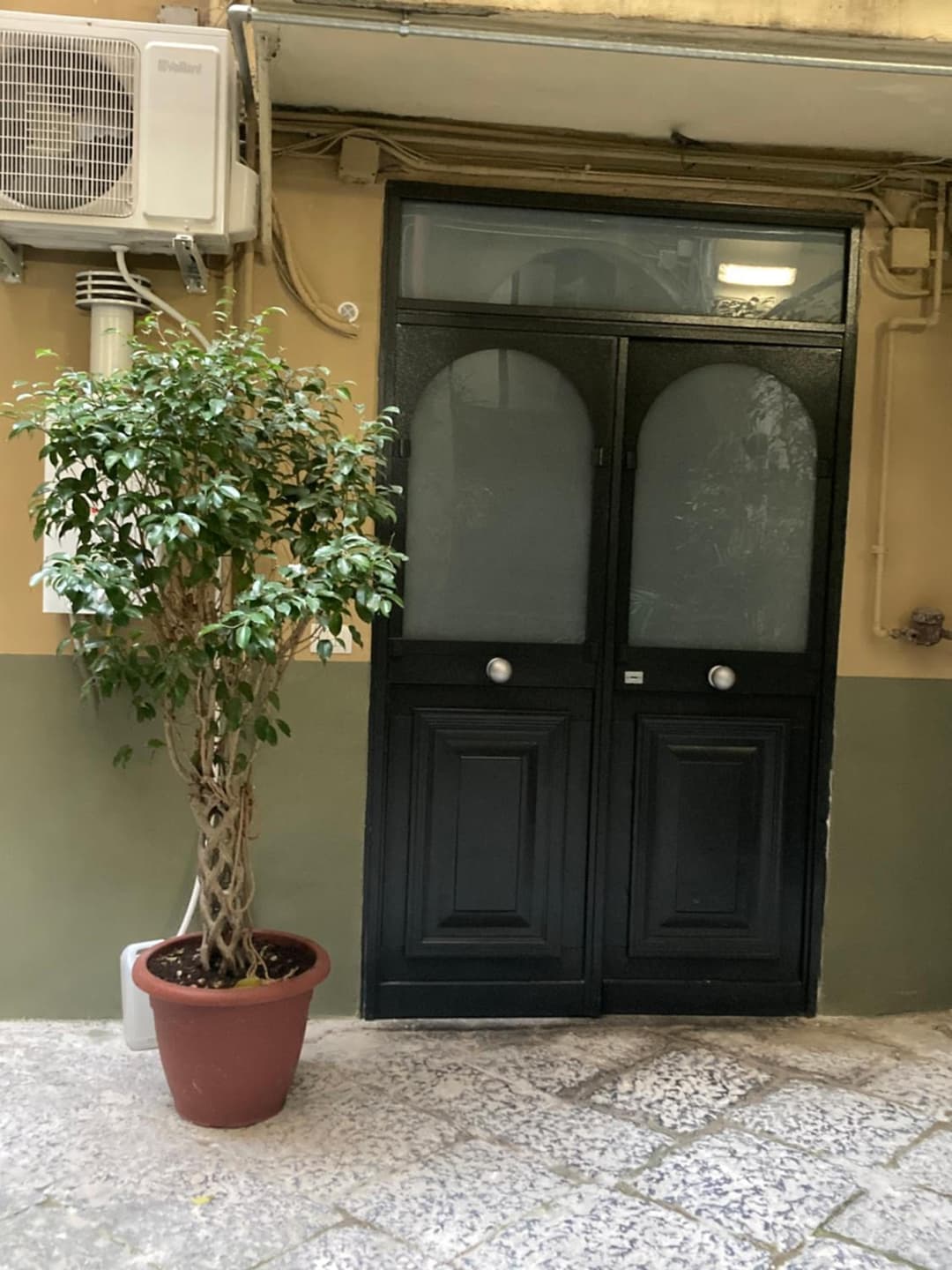 Zuccarella ''Zuccherino''nel cortile — photo 1 of 1