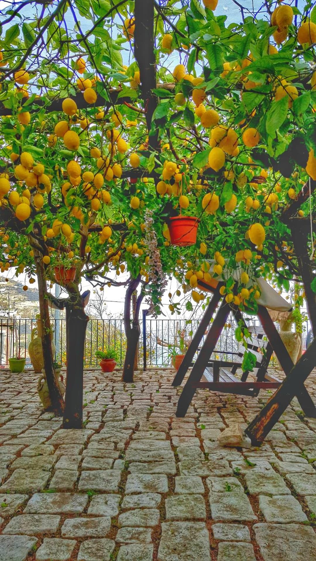 Il Limoneto degli Angeli — photo 1 of 1