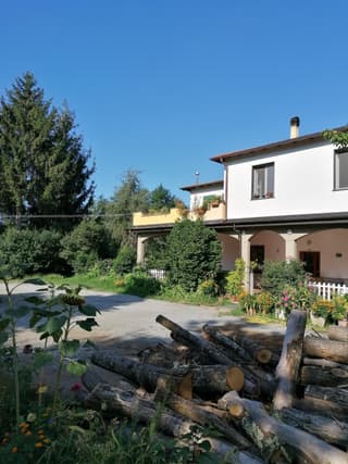 Le camelie