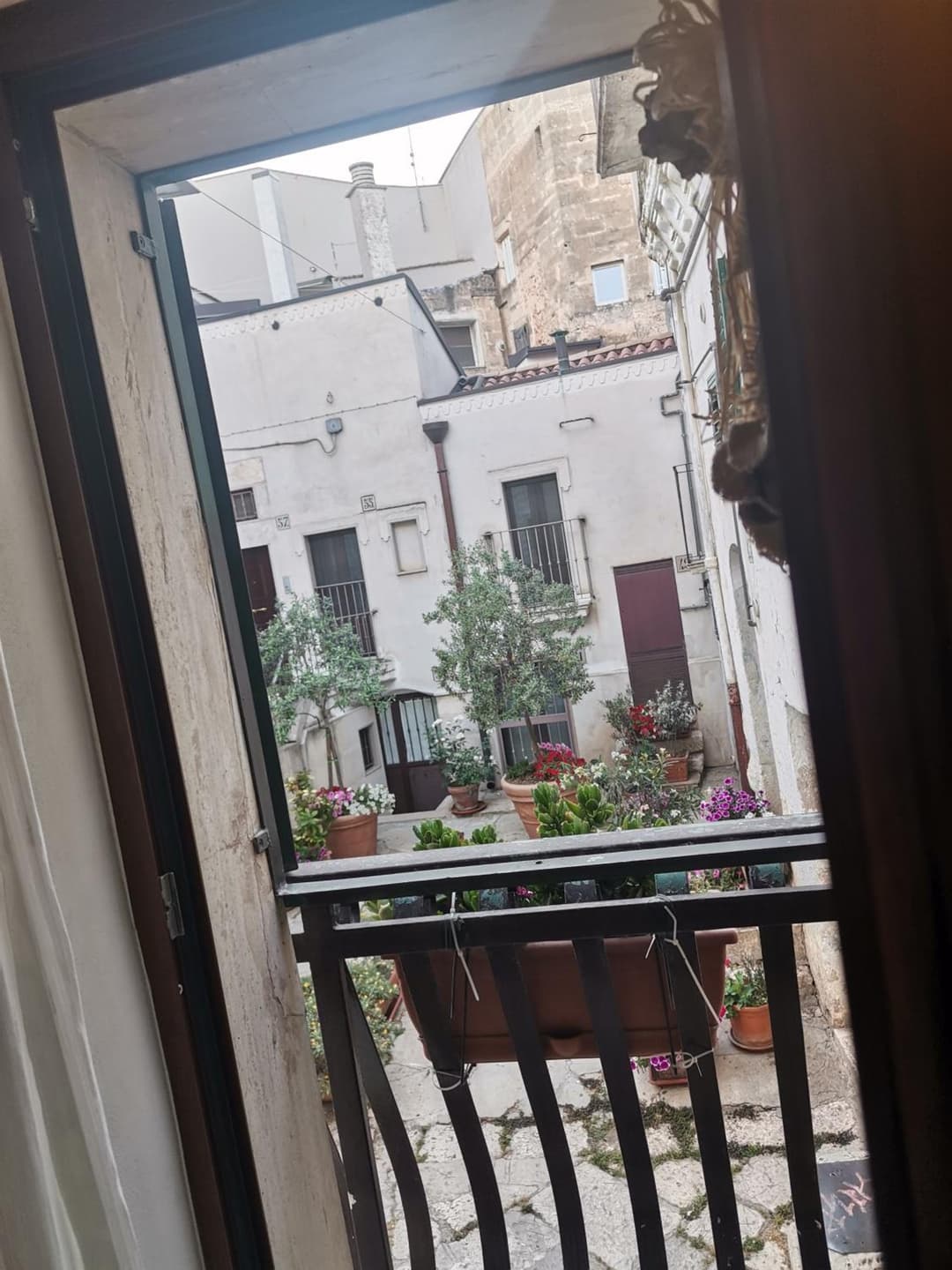 Le camelie — photo 1 of 1
