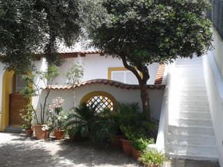 CASA Pitosforo CASA Ulivo