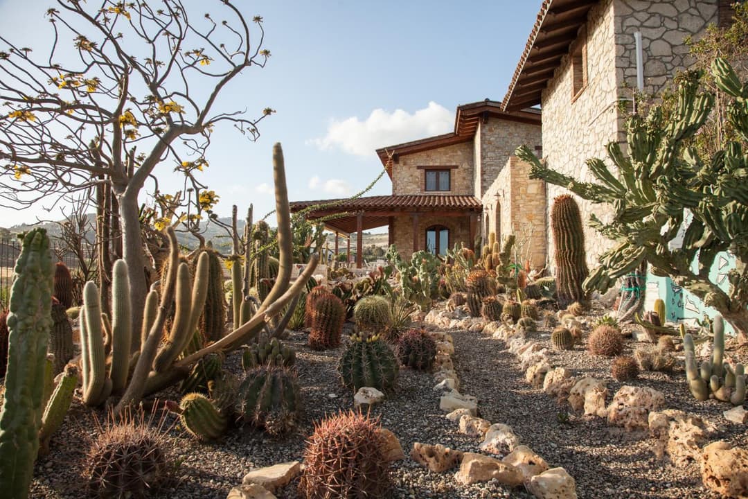 Garden Cactus — photo 1 of 1