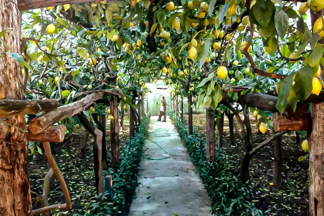 Limoneto di Anna — photo 1 of 1